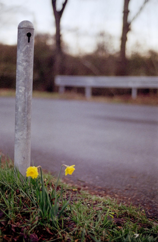 Gelb, Contax ST, Planar 1,7/50