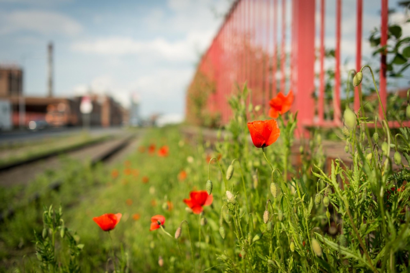 Mohn im Hafen