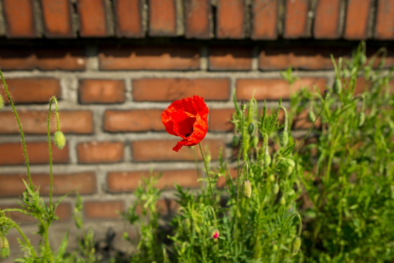 Mohn im Hafen