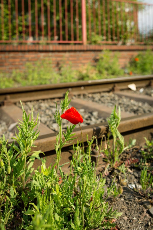 Mohn im Hafen