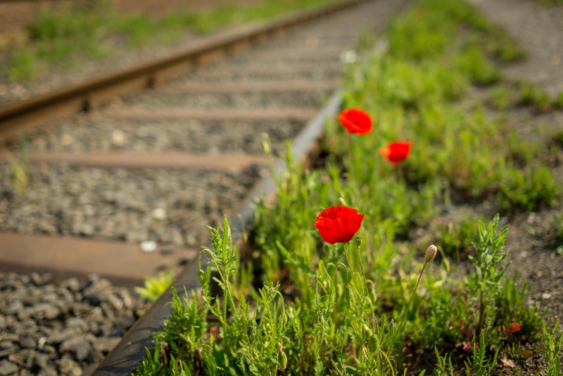 Mohn im Hafen
