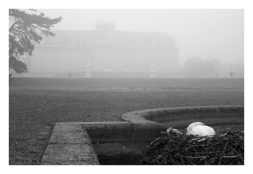 Schlosspark im Nebel